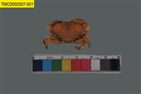 藏品(平額石扇蟹)的圖片